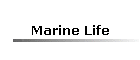 Marine Life