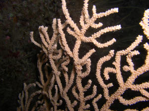 Gorgonian Sea fans