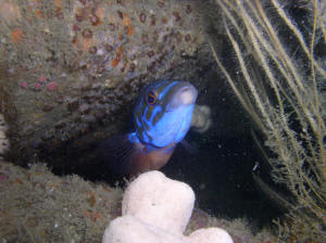 Male Cuckoo wrasse