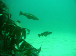 Pollack hunting sand eels