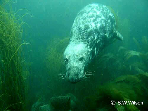 diving with seals