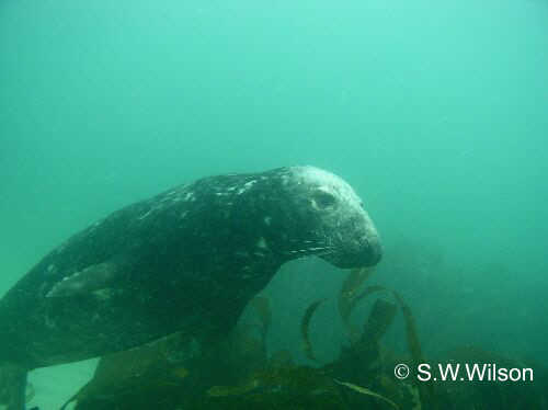 seals in cornwall